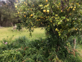 lemon-tree